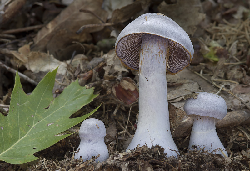 Cortinarius alboviolaceus